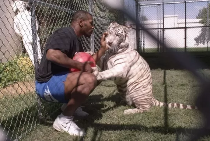 Uno de los tigres de Mike Tyson intentó comerse al perro de un vecino